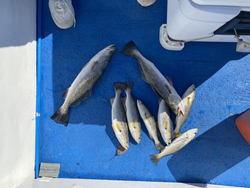 Endless fishing adventures in Gulf Shores.